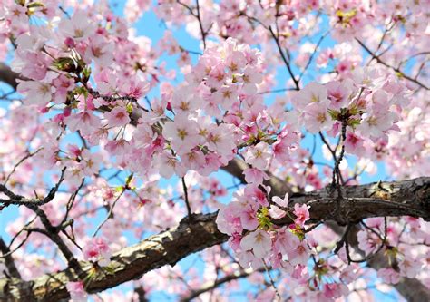 Cherry Blossoms Could Be Seriously Damaged By Upcoming Cold Snap The