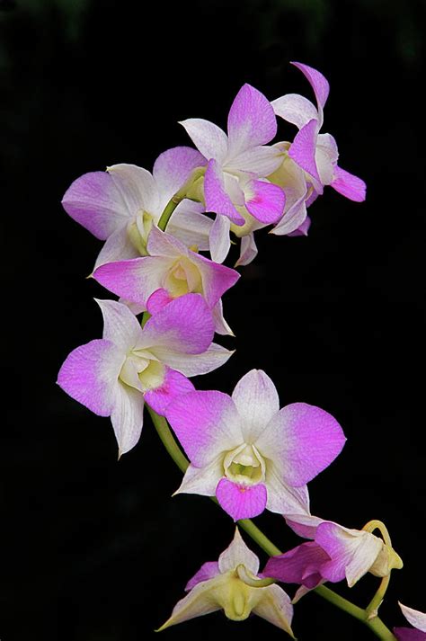 Orchids And The Dark Photograph By Byron Varvarigos Pixels