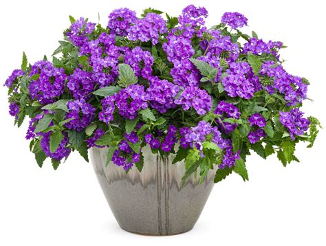 Three New Verbena Superbena Introductions From Proven Winners