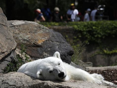 Detroit Zoo Staff Devastated After Polar Bear Killed