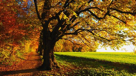 Path Between Orange Green Autumn Spring Trees And Green Grass Field Hd