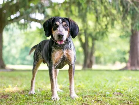 Fun American English Coonhound Facts For Kids Kidadl