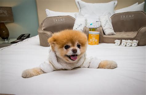 Boo The Worlds Cutest Dog At Trump Las Vegas Travelivery