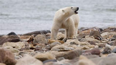 Man Woman Attacked By Polar Bear In Churchill Manitoba Cbc News