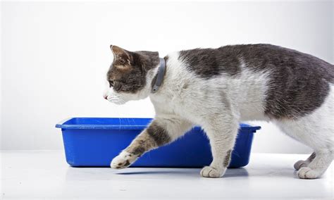 My cat pooped on the floor last year because he was anxious when another cat started roaming the neighborhood. Why Does My Cat Poop Outside the Litter Box - Understand ...
