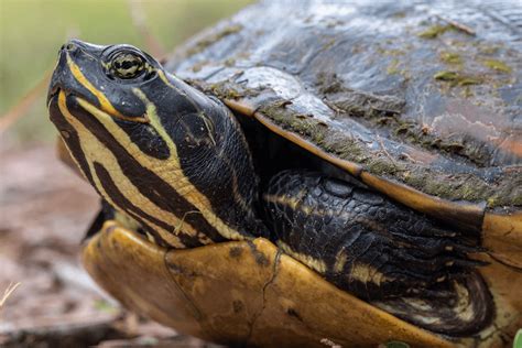 Yellow Bellied Slider Everything You Need To Know More Reptiles