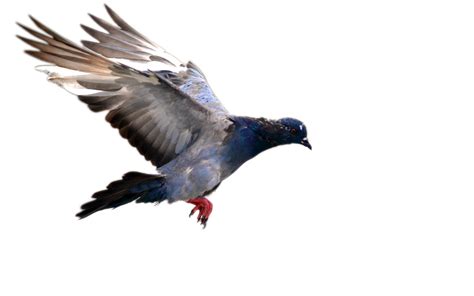 Download Columbidae Pigeon Domestic Download Hd Hq Png Image Freepngimg