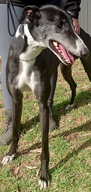 We will be holding a few facebook auctions throughout the year. Racing and Wagering Western Australia | Greyhounds as Pets