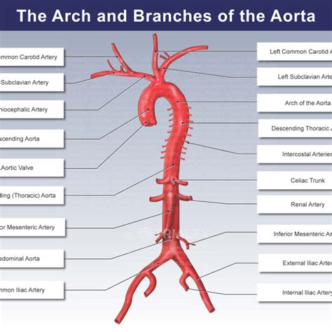 Arteries Diagram Aortic Arch Branches Arteries Anatom
