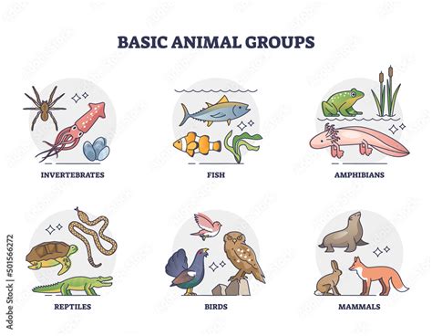 Basic Animal Groups And Biological Nature Categories Division Outline