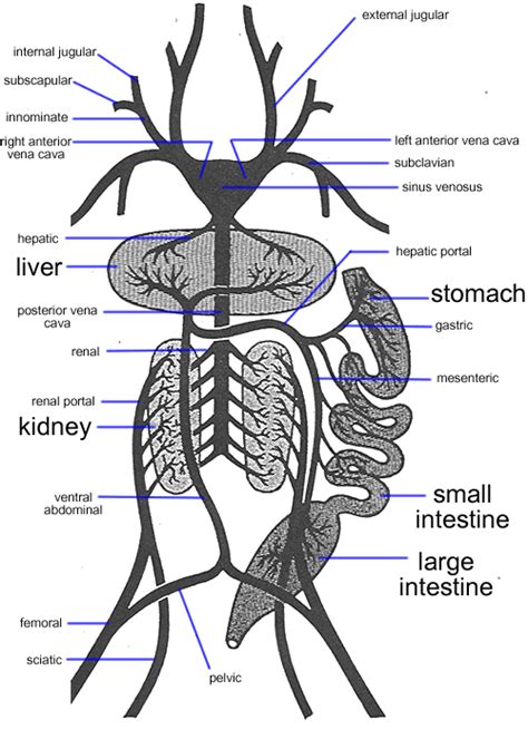 Frog Circulatory System Organs