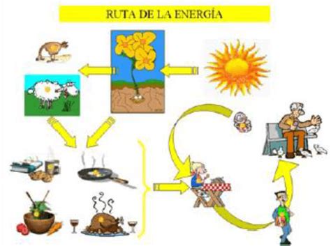 ¿cómo Obtienen Energía Los Seres Vivos Quizizz