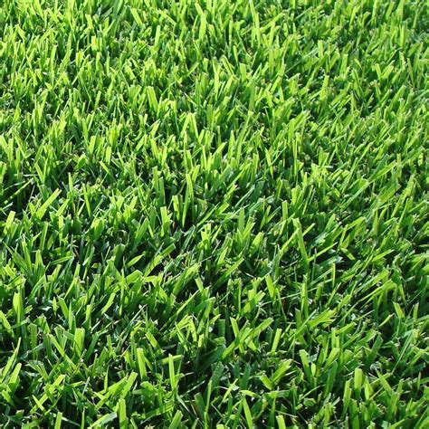 You can purchase a pallet of zoysia grass for about $220 per pallet. Harmony Zoysia Sod 500 sq. ft. = 1 Pallet-HH500Z1 - The Home Depot