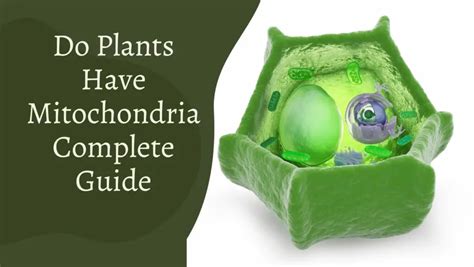 Do Plants Have Mitochondria Complete Guide Gardening Leaves