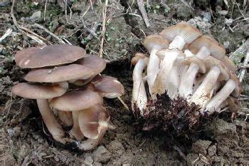 Maybe you would like to learn more about one of these? Fried Chicken Mushroom - Kitsap Peninsula Mycological Society