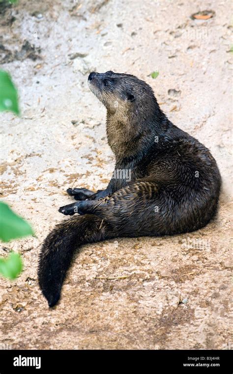 Northern River Otter Lutra Canadensis Stock Photo Alamy