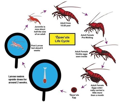 The Life Cycle And Breeding Of The Opae Ula Shrimp The Opae Ula