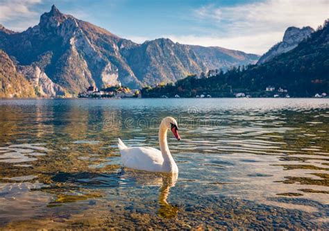 White Swan On The Traunsee Lake Stunning Autumn Scene Of Austrian Alps
