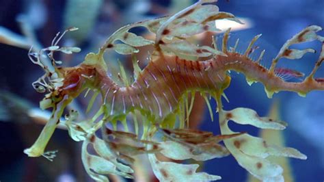 8 Strange Sea Creatures Mental Floss