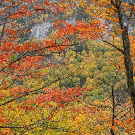 The Edge of Time, Red Tree, Fall Art, Nature Art, Fall Art Print, Fall