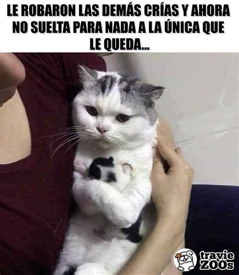 Las Mejores 180 Memes De Gatos Sad Armadynemx