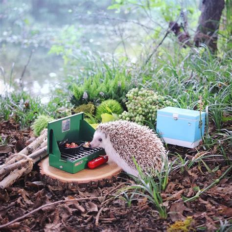 look adorable hedgehog azuki brings cuteness into camping inquirer technology