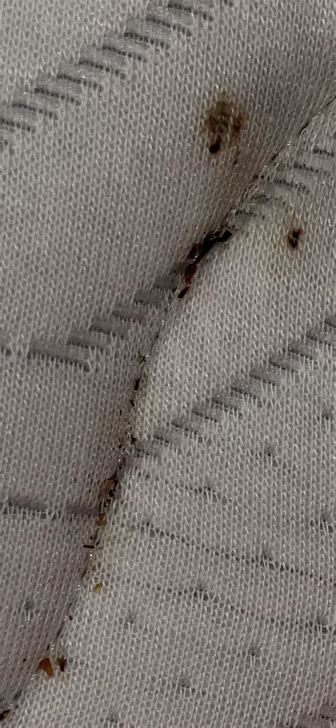 Bed Bugs In Hotel Mattress Bedbugs