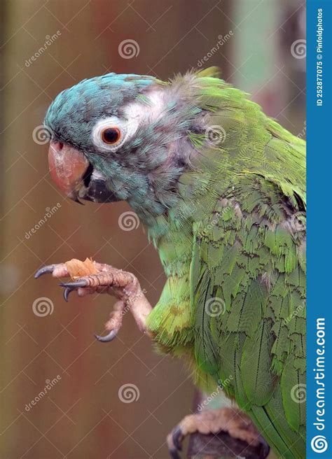 Blue Crowned Conure Eating Nut On A Perch Stock Image Image Of Parrot