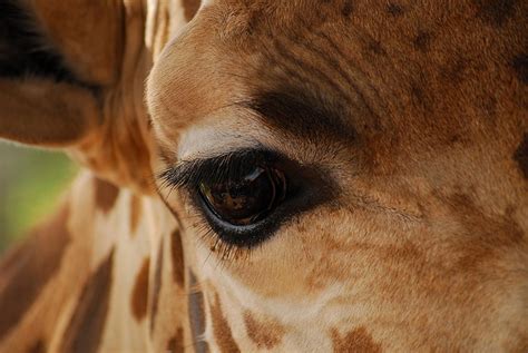 17 Best Images About Giraffe On Pinterest Eyes Zoos And
