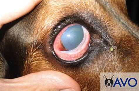 In this video, our expert from singapore national eye centre (snec) talks about the. Glaucoma in Dogs | Glaucoma in Cats | Washington DC | AVO