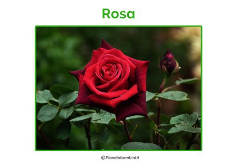 Tra 1880 e 2019 c'è stata 572.803 una nascitas di rosa nei paesi qui sotto indicati, si rappresenta una media di 4.121 nascitas di bambini con il nome rosa all'anno in. Schede con Nomi e Foto di 60 Fiori da Stampare o Scaricare | PianetaBambini.it