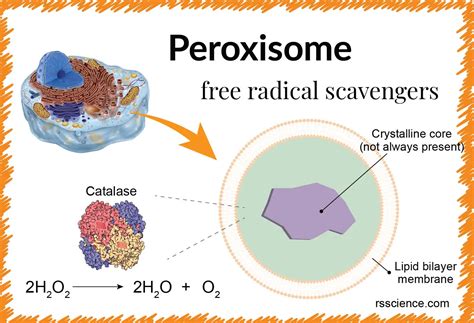 Peroxisome Free Radical Scavengers Definition Structure Function