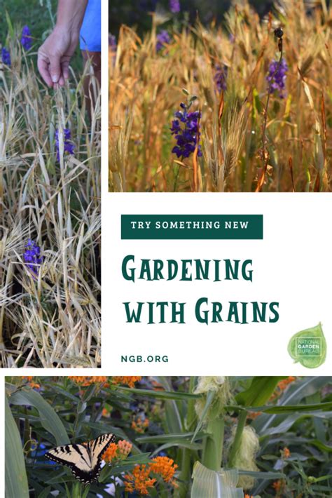 Gardening With Grains National Garden Bureau
