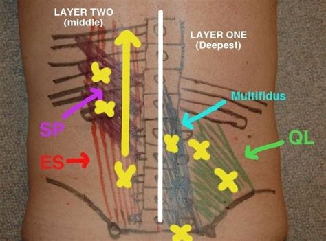 Self Muscle Massage Pt 10 Low Back Muscles Massage Massage Therapy