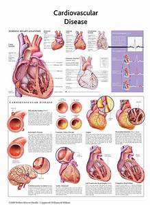 Anatomical 3d Charts Width 53 Cm Rs 275 Piece Santosh Export