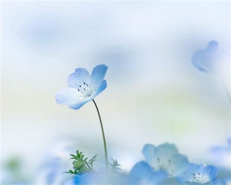 Free Download Blue Flower Wallpaper Backgrounds Download For 1920x1200