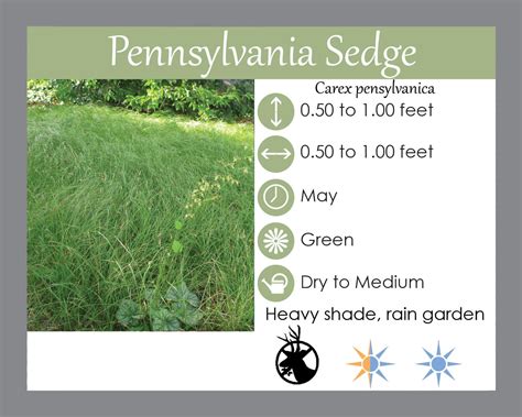 Buy Pennsylvania Sedge Laurens Garden Service Native Plant Shop