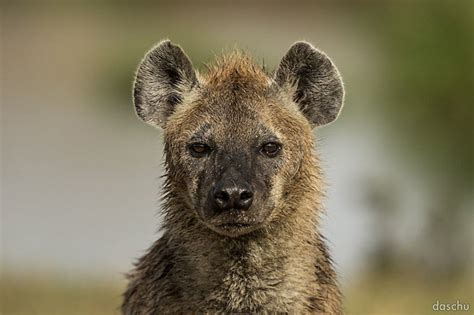 13 Stunning Safari Photographs Of Wild Animals In Kenya