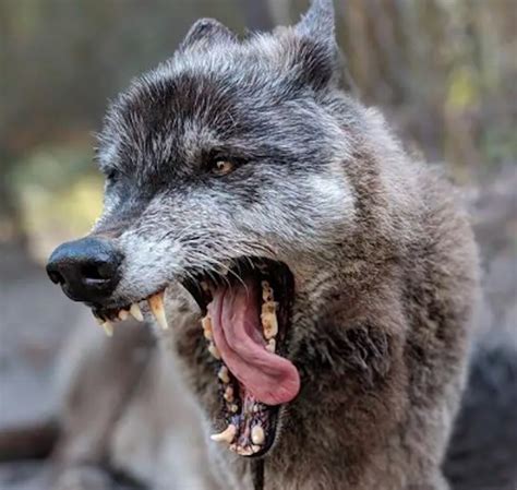 Are Wolf Hybrids Aggressive