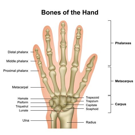 Anatomy Of Hand Joints