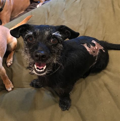 For this reason, hazel must carry an oxygen tank (which she calls phillip) and nasal cannulas wherever she goes all the time. Therapy Dogs - Trio Animal Foundation