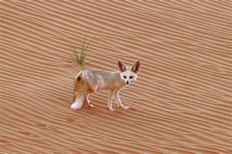 The Fennec Fox The National Animal Of Algeria Is A Small Nocturnal