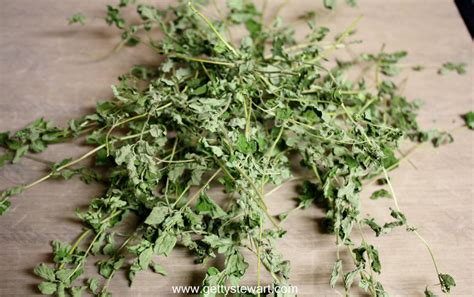 How To Cut And Dry Oregano Getty Stewart