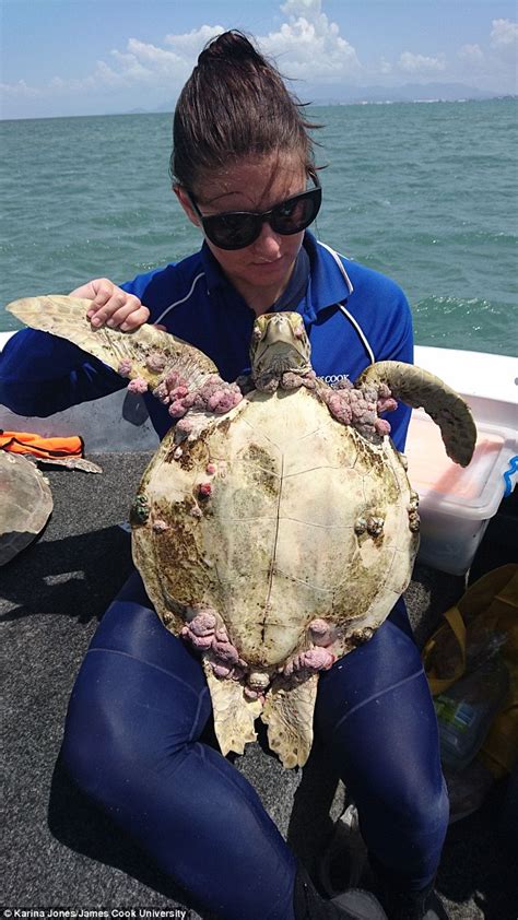 Turtles Covered In Tumours Wash Up On Queensland Beaches After