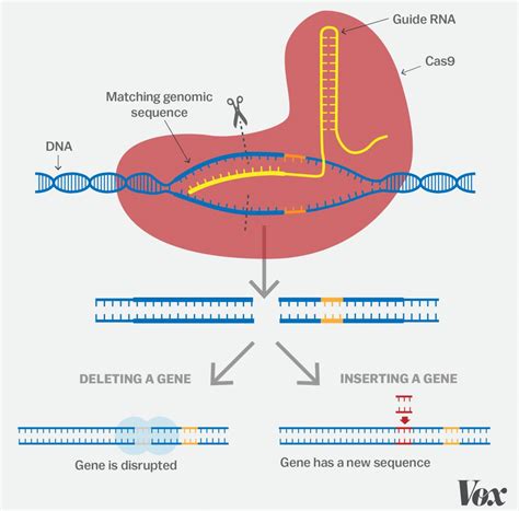 Learn how to answer diagram labelling questions. CRISPR gene-editing in Europe? Questions remain on ...