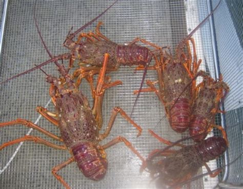 If you still do not know how to keep crawfish alive, the following will certainly help you out. How to keep a Crayfish Alive?? - The Fishing Website ...