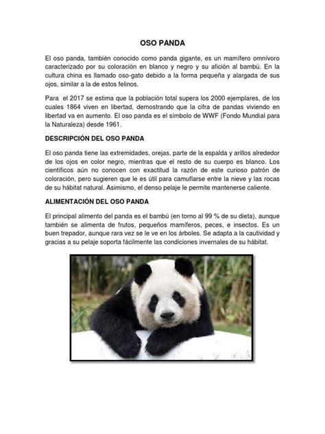 Osos Pandas Descripcion De Los Osos Pandas Riset