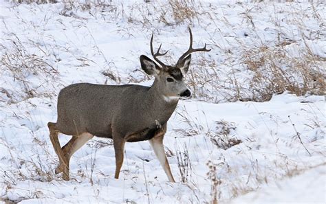 Dont Feed Deer Or Other Wildlife Due To Public Safety Concerns Health