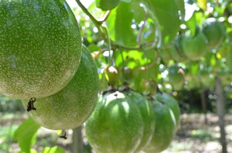 Growing Passion Fruits In Uganda