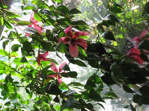 Check spelling or type a new query. Flowering Trees and Specimens | Kathy's Korner